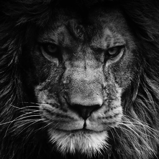 Bold AS A Lion Ministries – To Boldly GO where others have not, to ...